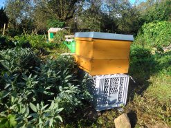 Im September ist das erste Bienenvolk in Damm eingezogen.