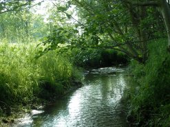 Fließgewässer im Röderbachtal