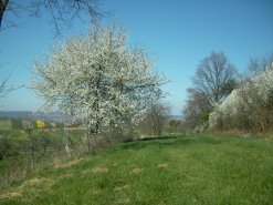 Streuobstwiese im Frühling