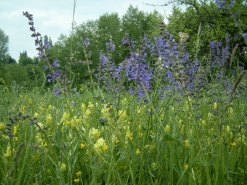 Wiesensalbei und Klappertopf