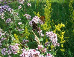 Schmetterlinge am wilden Majoran