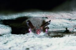 Bechsteinfledermaus an Hauswand