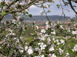 Blühender Apfelbaum in Aschaffenburg, Foto: Alexander Vorbeck