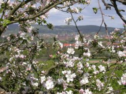  Blühender Apfelbaum in Aschaffenburg,  Foto: Alexander Vorbeck