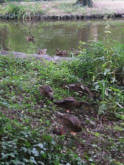 Enten am See im Schöntal