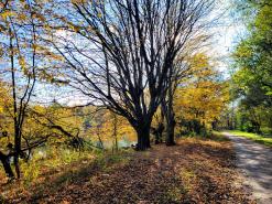 Waldweg in der Fasanerie
