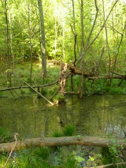 Foto aus dem Wald