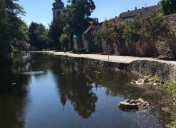  Schmuckschildkröten beim Sonnenbad