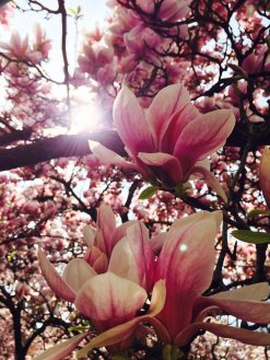 Magnolienblüte im Park Schöntal