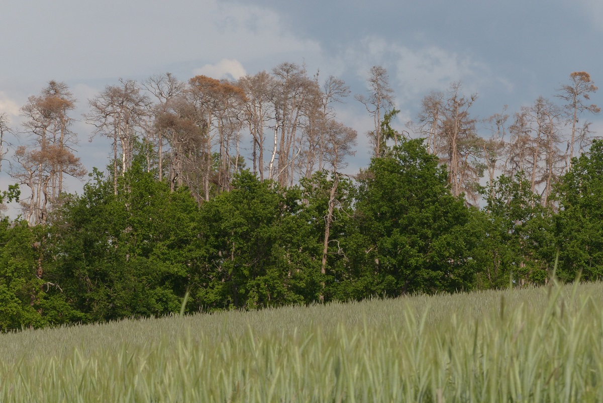 Absterbendes Waldstück im Landkreis Fürth (Foto: Ralf Staußberger-BN)