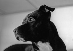 American Staffordshire