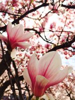 Magnolienblüte