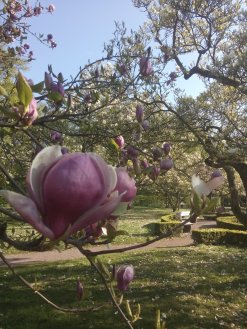 Magnolienblüte im Park Schöntal