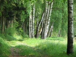 Wanderweg im Spessart