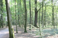 Blick in den Wald