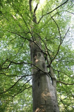 Foto eines Baumes