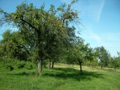 Streuobstwiese in Aschaffenburg
