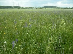 Blütenreiche Wiese in Obernau