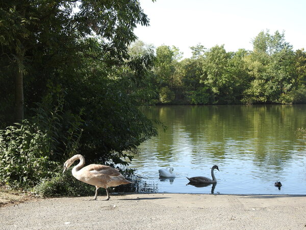 Schwäne befinden sich am Mainufer. Im Hintergrund sind grüne Bäume. 