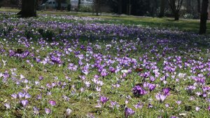 Bild vergr&ouml;&szlig;ern: Krokusse blühen auf der Wiese im Park Schöntal.