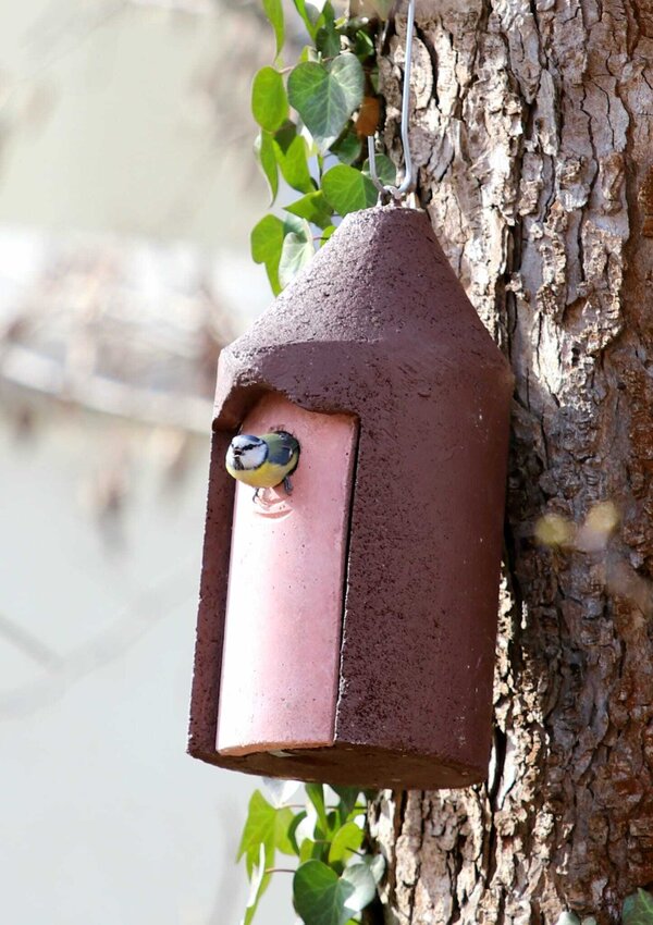 Eine Blaumeise inspiziert den neuen Nistkasten