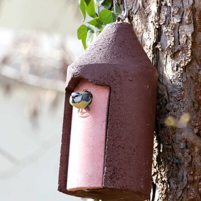 Eine Blaumeise inspiziert den neuen Nistkasten