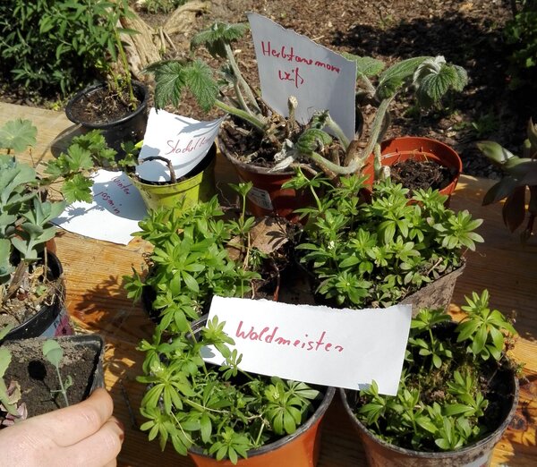 Pflanzenverschenkbörse