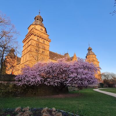 Bild vergr&ouml;&szlig;ern: Schloss mit Kirschblüte