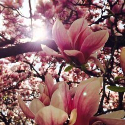 Magnolienhain
