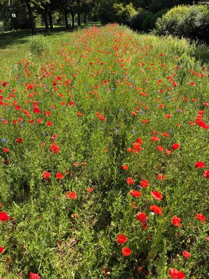 Bild vergr&ouml;&szlig;ern: Blühende Grünfläche mit roten Blüten in Aschaffenburg