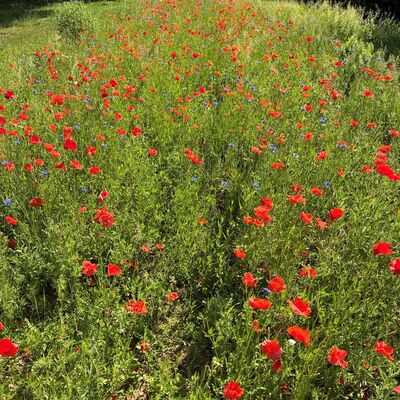 Blühende Grünfläche mit roten Blüten in Aschaffenburg