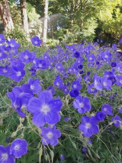 Blumen im Park Schöntal