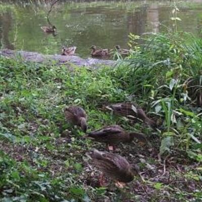 Enten am See im Schöntal