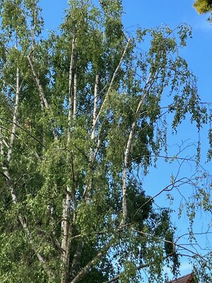 Bild vergr&ouml;&szlig;ern: Baum, Äste bewegen sich im Wind