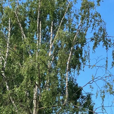 Baum, Äste bewegen sich im Wind