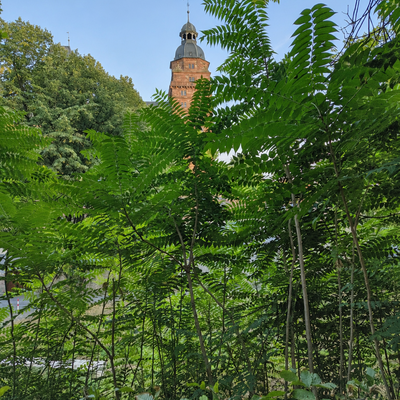 Invasive Baumarten können sich selbstständig ausbreiten und dabei die Vielfalt heimischer Pflanzen und Tiere beeinträchtigen. So wie der Götterbaum, hier am Schlossufer. 