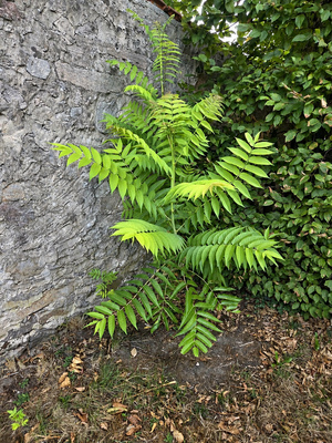 Bild vergr&ouml;&szlig;ern: kleiner Götterbaum, Aufwuchs