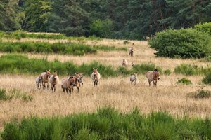 Bild vergr&ouml;&szlig;ern: Przewalski-Pferde auf der Schweinheimer EXE. Das Wildpferdeprojekt ist ein prägender Bestandteil des Naturschutzkonzeptes für das ehemalige Militärgelände.