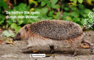 Bild vergr&ouml;&szlig;ern: laufender Igel